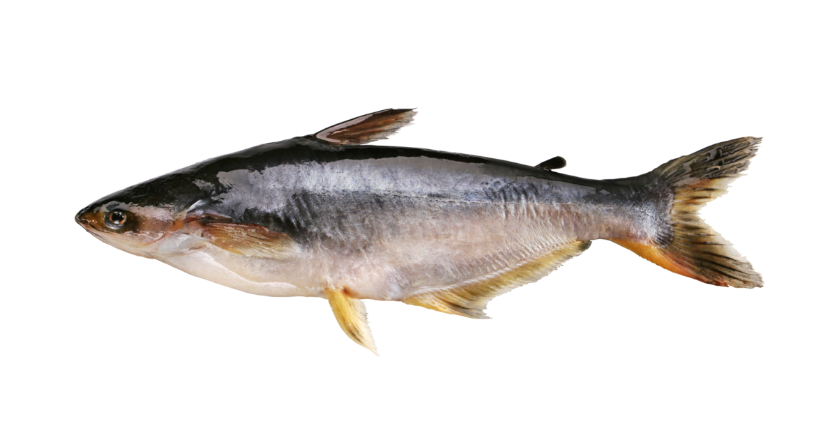 Pangasius | Guide des espèces